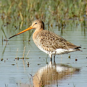 Black-tailed Godwit